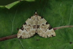 Svartflekket olivenmåler (Colostygia pectinataria)