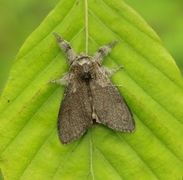 Bøkebørstespinner (Calliteara pudibunda)