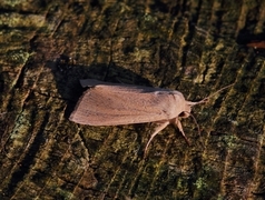 Takrørfly (Rhizedra lutosa)