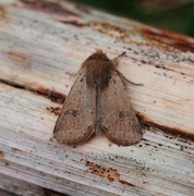 Lite seljefly (Orthosia cruda)