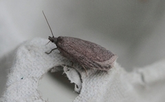 Punktflatvikler (Acleris lipsiana)