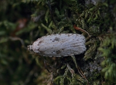 Agonopterix arenella