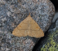 Gulbrunt viftefly (Paracolax tristalis)