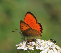 Oransjegullvinge (Lycaena virgaureae)