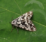 Bartremunkefly (Panthea coenobita)