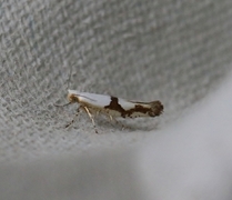 Argyresthia ivella