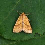 Lindegulfly (Tiliacea citrago)