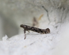 Caloptilia suberinella