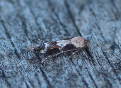 Mompha divisella