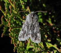 Vårlurvefly (Brachionycha nubeculosa)