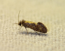 Dyseriocrania subpurpurella