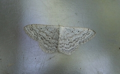 Bergurtemåler (Scopula incanata)