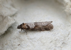 Vårvikler (Tortricodes alternella)