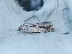 Dvergkveldvikler (Epinotia granitana)