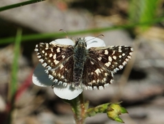 Bakkesmyger (Pyrgus malvae)