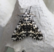 Bartremunkefly (Panthea coenobita)