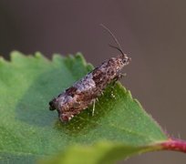 Junikveldvikler (Epinotia tetraquetrana)