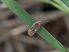 Agonopterix hypericella