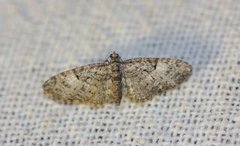 Eikedvergmåler (Eupithecia dodoneata)