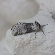 Grå gaffelstjert (Furcula bifida)