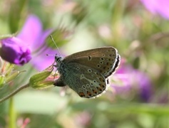 Brun blåvinge (Aricia eumedon)