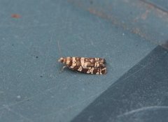 Stripet grankveldvikler (Epinotia tedella)