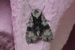 Orekveldfly (Acronicta alni)