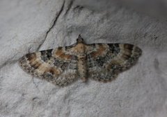 Revebjelledvergmåler (Eupithecia pulchellata)