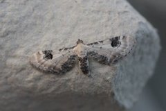 Hvit dvergmåler (Eupithecia centaureata)