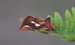 Langstreket metallfly (Plusia festucae)