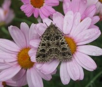 Nettfly (Naenia typica)