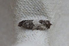 Lerkeknoppvikler (Spilonota laricana)