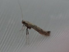 Caloptilia populetorum