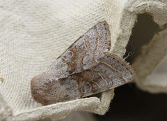 Brunbåndseljefly (Orthosia opima)