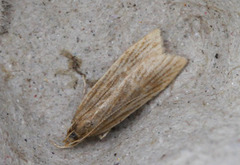 Helcystogramma rufescens