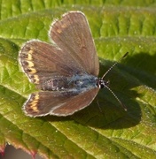 Argusblåvinge (Plebejus argus)