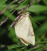 Blåbærmåler (Eulithis populata)