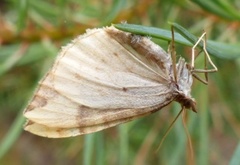 Blåbærmåler (Eulithis populata)