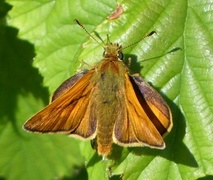 Engsmyger (Ochlodes sylvanus)