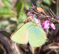 Grønnstjertvinge (Callophrys rubi)