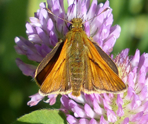 Engsmyger (Ochlodes sylvanus)