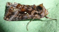 Gråbrunt metallfly (Autographa buraetica)