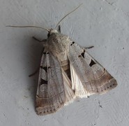 Grått kilefly (Eugnorisma glareosa)