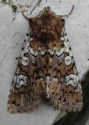 Flekkfly (Crypsedra gemmea)