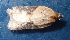 Jordbær-/buskflatvikler (Acleris comariana/laterana)