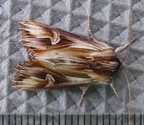 Tannet perikumfly (Actinotia polyodon)