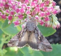 Gammafly (Autographa gamma)