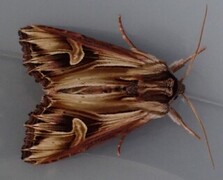 Tannet perikumfly (Actinotia polyodon)