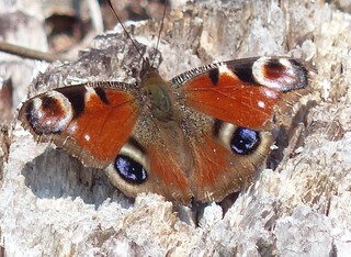 Dagpåfugløye (Aglais io)