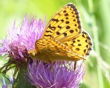 Aglajaperlemorvinge (Argynnis aglaja)